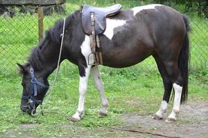 cavalo, pônei comendo grama foto