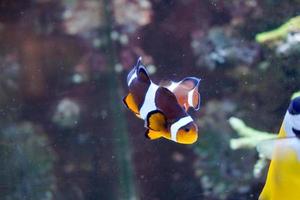 dois peixes anêmona nadando no aquário foto