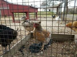 galinhas e galos no galinheiro na fazenda com cerca foto