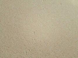 pegadas de pássaros na areia molhada na praia foto