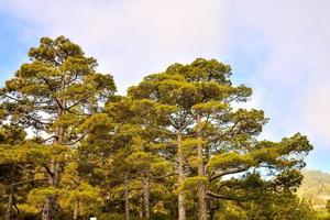 vista da natureza com árvores foto