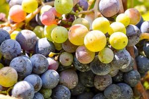 close-up de uvas de vinhedo foto
