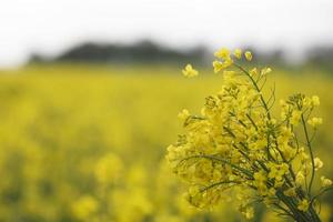 paisagem de colza field.rapeseed floração amarela. foto