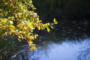 um galho de um velho carvalho de outono paira sobre a água azul de um lago na floresta. foto