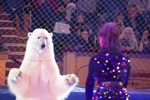 um treinador de animais com um urso polar se apresenta no circo. urso de circo. foto