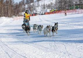 kamchatka, rússia- 10 de junho de 2021 - equipe de trenós de cães de corrida kamchatka musher foto