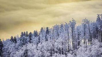 faias de inverno foto