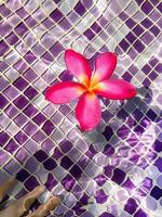 vista superior de uma flor de plumeria frangipani flutuando na água clara da piscina e uma mão feminina embaçada debaixo d'água, com pequenos azulejos roxos coloridos de fundo padrão, conceito de spa. foto