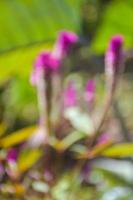 flor de crista rosa florescendo desfoque suave fundo natureza foto