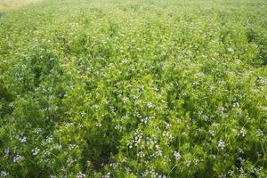 campo verde de coentro florescendo com pequenas flores brancas foto