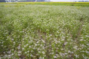 campo verde de coentro florescendo com pequenas flores brancas foto