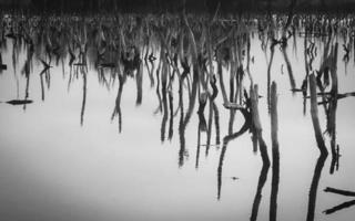 paisagem de floresta de mangue destruída, floresta de mangue destruída é um ecossistema que foi severamente degradado ou eliminado devido à urbanização e poluição. ajude a cuidar do manguezal. foto