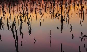 cenário crepuscular da floresta de mangue, panorama crepuscular da floresta de mangue à noite, bela floresta de mangue, sejam os tons quentes de um crepúsculo ou amanhecer, reflexo cintilante do relaxamento foto