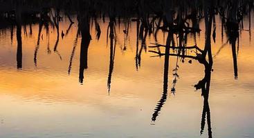 cenário crepuscular da floresta de mangue, panorama crepuscular da floresta de mangue à noite, bela floresta de mangue, sejam os tons quentes de um crepúsculo ou amanhecer, reflexo cintilante do relaxamento foto