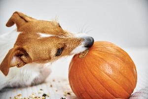 cão rói abóbora laranja dentro de casa foto