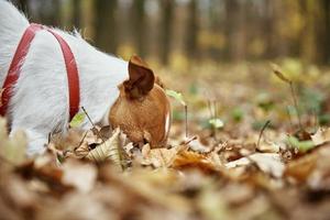 cachorro andando no parque outono com folhas foto