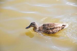 patos no lago foto