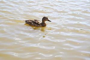 patos no lago foto