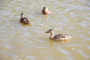 patos no lago foto