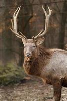 retrato de altai wapiti foto