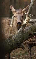 retrato de altai wapiti foto