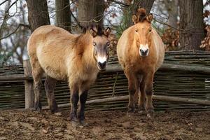 cavalo przewalskis no zoológico foto