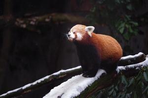 panda vermelho no log foto