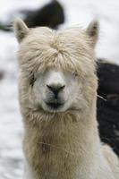 alpaca no zoológico foto