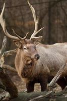 retrato de altai wapiti foto