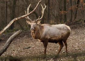 retrato de altai wapiti foto