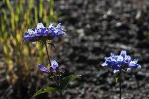 flores roxas selvagens em mt. st. helena foto