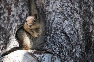 um pequeno esquilo em pé em um galho de árvore foto