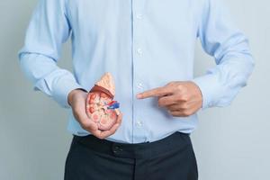 homem segurando modelo de glândula adrenal de rim humano anatômico. doença do sistema urinário e pedras, câncer, dia mundial do rim, rim crônico e conceito de dia do doador de órgãos foto