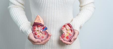 mulher segurando o modelo de glândula adrenal de rim humano anatômico. doença do sistema urinário e pedras, câncer, dia mundial do rim, rim crônico e conceito de dia do doador de órgãos foto