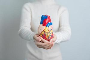 mulher segurando o modelo de coração humano. doenças cardiovasculares, aterosclerose, coração hipertenso, coração valvular, janela aortopulmonar, dia mundial do coração e conceito de saúde foto