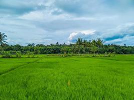 bela paisagem de campo de arroz com vista incrível do céu azul, campos de arroz, campos de aldeia foto