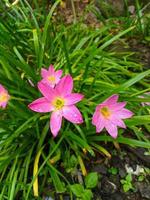 o lírio da chuva rosa é uma espécie de planta do gênero zephyranthes ou lírio da chuva nativa do peru e da colômbia. foto