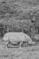 grande rinoceronte em um zoológico foto