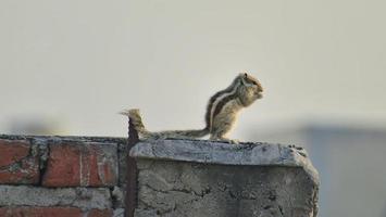 tiro de close-up de um esquilo de palma indiano comendo nozes contra fundo verde embaçado foto