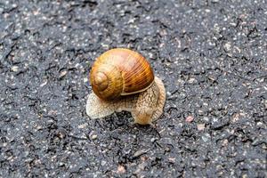 grande caracol de jardim com concha rastejando na estrada molhada, volte para casa foto