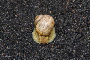 grande caracol de jardim com concha rastejando na estrada molhada, volte para casa foto