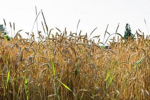 fotografia sobre campo de fazenda de trigo grande tema para colheita orgânica foto