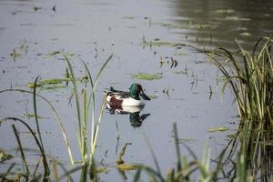 um pato escavador do norte nadando nas águas de um lago foto