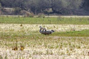 gansos com cabeça de barra nos pântanos do parque nacional keoladeo em bharatpur foto