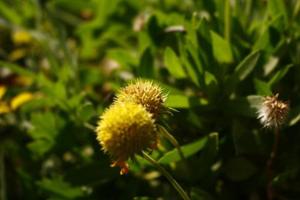 flores coloridas brilhantes no jardim ao ar livre em karachi paquistão 2022 foto