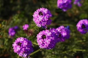 flores coloridas brilhantes no jardim ao ar livre em karachi paquistão 2022 foto