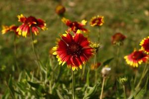 flores coloridas brilhantes no jardim ao ar livre em karachi paquistão 2022 foto