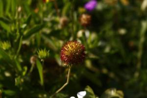 flores coloridas brilhantes no jardim ao ar livre em karachi paquistão 2022 foto