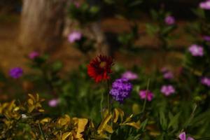 flores coloridas brilhantes no jardim ao ar livre em karachi paquistão 2022 foto
