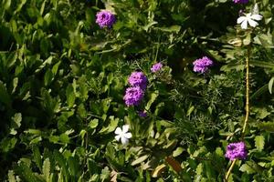 flores coloridas brilhantes no jardim ao ar livre em karachi paquistão 2022 foto